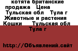 котята британские продажа › Цена ­ 3 000 - Тульская обл., Тула г. Животные и растения » Кошки   . Тульская обл.,Тула г.